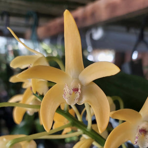 Dendrobium Australian Nugget Orchid Divison