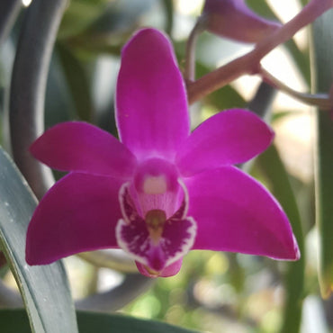 Dendrobium Kingianum