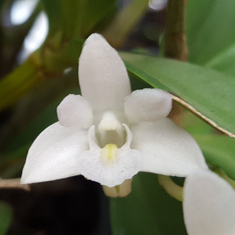 Dendrobium Kingianum Orchid