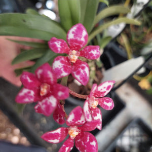 Dendrobium Sarcochilus Orchid