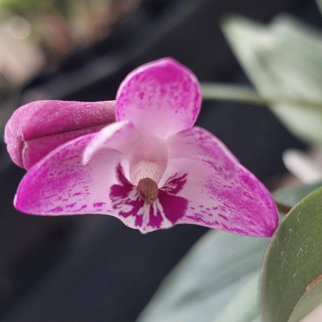 Dendrobium Kingianum