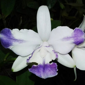 Laelia Intermedia
