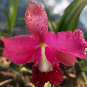 Cattleya Orchid