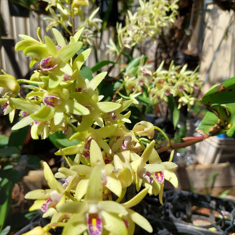Dendrobium Brimbank Hulks Cobber
