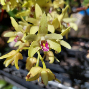 Dendrobium Brimbank Hulks Cobber