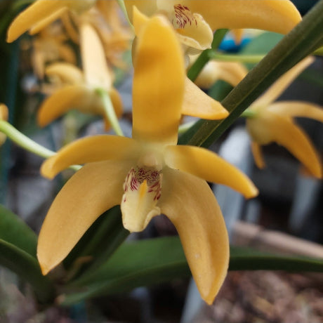 Dendrobium Brimbank Gold Orchid Division