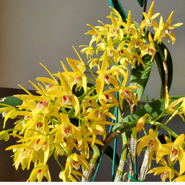Dendrobium Orchid Seedling