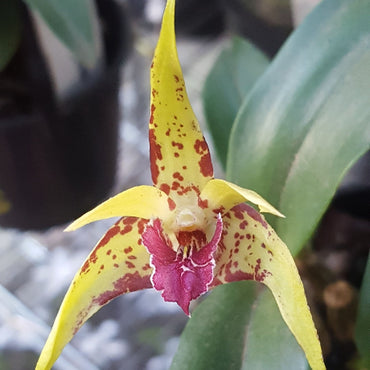 Dendrobium Seedling Orchid