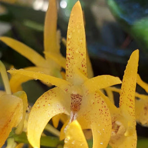 Dendrobium Avrils Gold