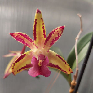 Dendrobium Orchid