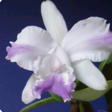 Laelia Intermedia