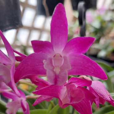Dendrobium Orchid Purple Seedling