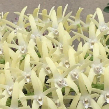 Dendrobium Speciosum Orchid