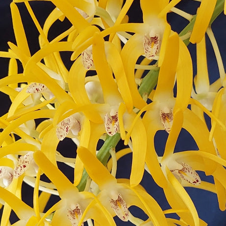 Dendrobium Speciosum