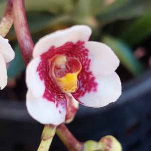 Sarcochilus Orchid