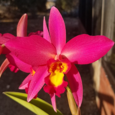 Laelia Cattleya Big Purple Flower
