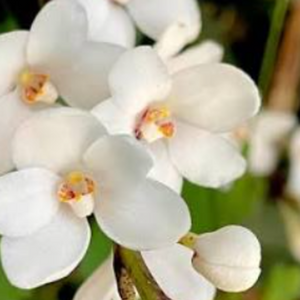 Close-up of white orchid flowers with small yellow and orange centers, shown in a natural outdoor setting with green foliage blurred in the background.