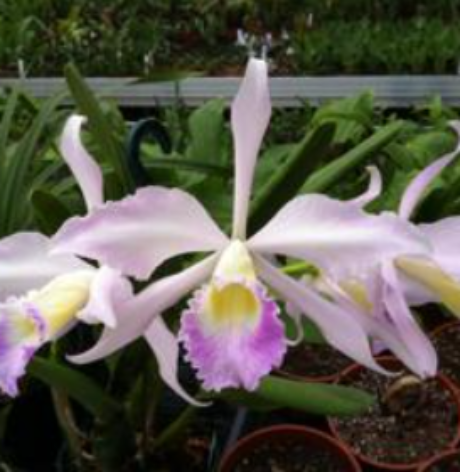 A close-up of a light pink and purple orchid flower with a yellow center, growing among green leaves in a potted plant setting.