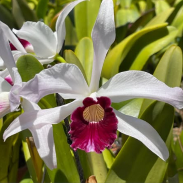 A close-up of a white orchid flower with a deep magenta-purple center and yellow details, surrounded by green leaves.
