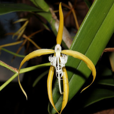 Epidendrum ciliare orchid division 100mm