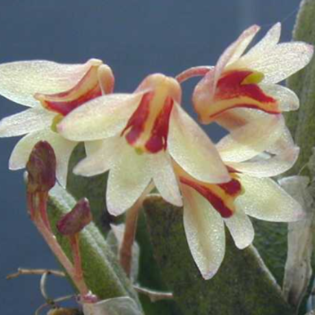 Dockrillia rigida Advanced Orchid Division Mounted