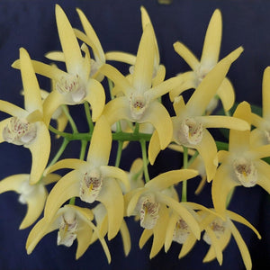 Dendrobium Orchid