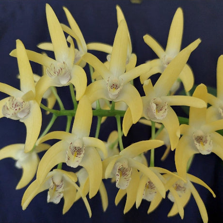 Dendrobium Orchid