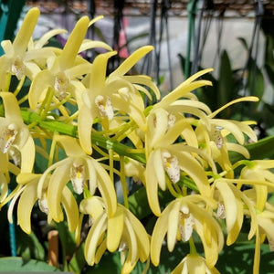 Dendrobium Speciosum Wndermere