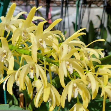 Dendrobium Speciosum Wndermere