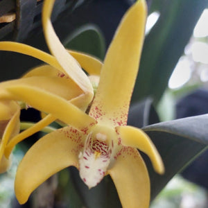 Dendrobium Brimbank Sunshine Division