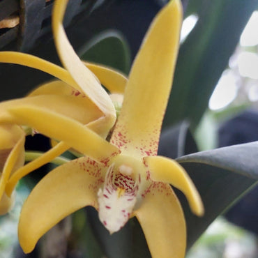 Dendrobium Brimbank Sunshine Division
