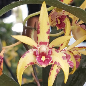 Dendrobium Brimbank Uluru Orchid
