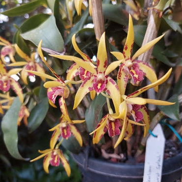 Dendrobium Brimbank Uluru Orchid