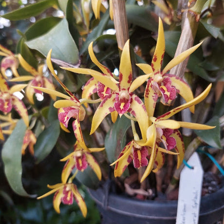 Dendrobium Brimbank Uluru Orchid