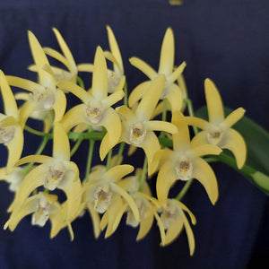 Dendrobium Butter Bright Orchid Division
