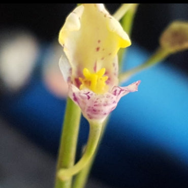 Oncidium Orchid