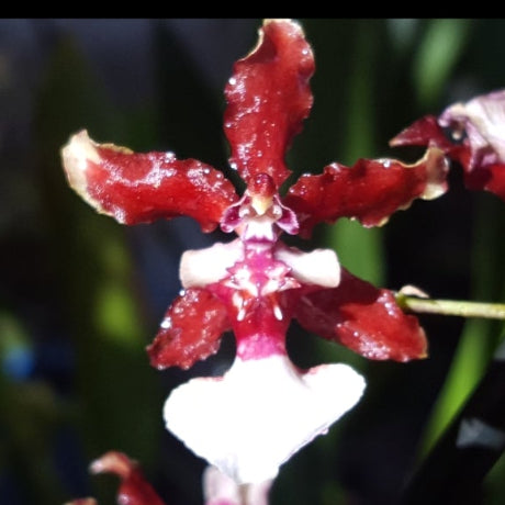 Selected Orchid 3pack 80mm #10