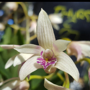 Dendrobium Orchid
