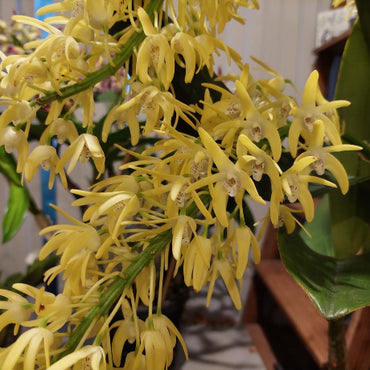 Dendrobium Speciosum Orchid