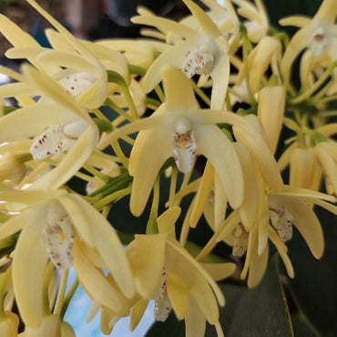 Dendrobium speciosum yellow orchid