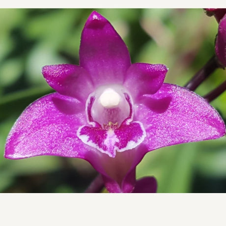 Close-up of a purple flower with a white center on a blurred green background