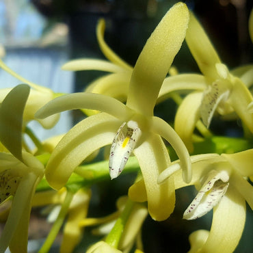 Close-up of a plant with long, thin leaves against a blurred background