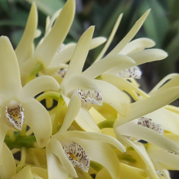 Close-up of a yellow orchid with editing tools on a smartphone screen.