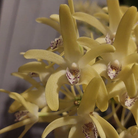 Close-up of a yellow orchid with a blurred background