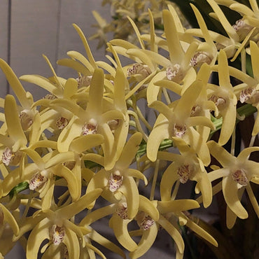 Yellow flowers with a blurred background