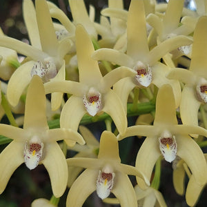 Close-up of yellow orchids with a blurred background