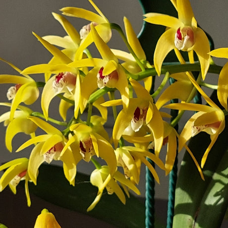 Dendrobium Cosmic Gold 140mm Seedling Orchid Flowering Size
