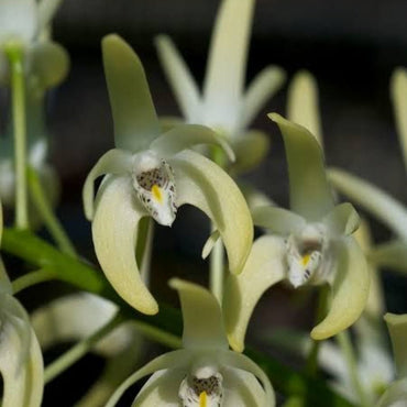 Dendrobium Speciosum Orchid