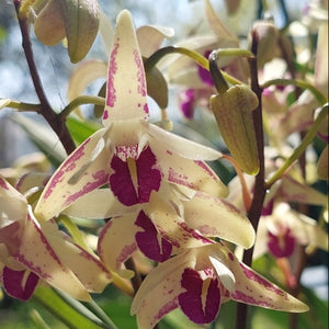 Australian Artist 'purple' orchid with green leaves on a white background