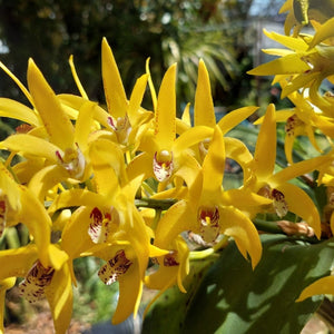 Close-up of yellow orchids with 'Cosmic Gold' text on a smartphone screen.